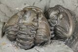 Two Enrolled Flexicalymene Trilobites In Shale - Mt Orab, Ohio #161681-1